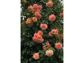 Pnoucí růže Peach Melba