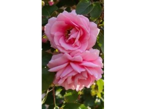 Pnoucí růže Pink Cloud