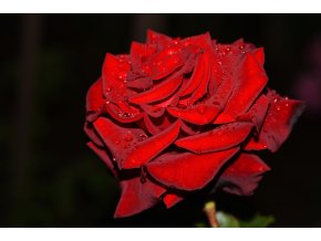 Sadová (pnoucí) růže Don Juan