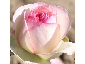 Sadová (pnoucí) růže Eden Rose