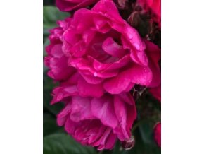 Stromková růže Perfumy Siluetta