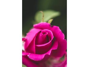 Stromková růže růžová Manou Meilland