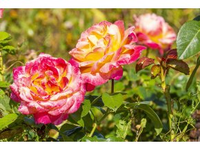 Stromková růže žlutorůžová Orient Express