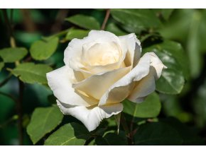 Velkokvětá růže keřová Mount Shasta