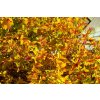 spiraea 5013323 1920