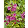 weigela florida brigela profimedia 0079728115