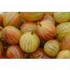 captivator pxb gooseberry 3480623 1280
