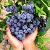 xduke highbush blueberry seeds vaccinium corymbosum.jpg.pagespeed.ic.WHqQPy06Q4