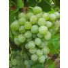 Vitis vinifera jalovenskij