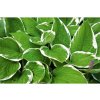 1883 1 hosta 837182 1920
