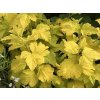 physocarpus opulifolius darts gold resized 1