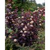 physocarpus atropurpurea