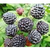 Rubus occidentalis Jewel blackberry