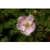 potentilla 5251831 1920