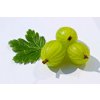 gooseberry 2452511 1920