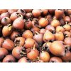 medlar 193641 1920