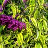 Buddleja davidii - "Santana" Pillangócserje