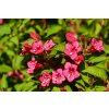 weigela 7200788 1920