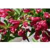 weigela 5142059 1920