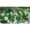 3550 hydrangea arborescens annabelle native shrubs and perennials 42350 1600382709
