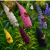 buddleja classic