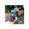2562 hannas choice blueberry