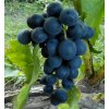muscat blue