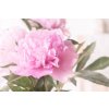 peony edulis 3493240 1280