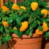 Mohawk capsicum gardenstar