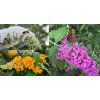 Super cena buddleja