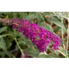 Buddleja Davidii Butterfly© Tower magenta