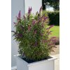 Buddleja Davidii Butterfly© Tower magenta