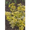 Brslen Esmerald Gold