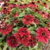 Rudbeckia Cherry Brandy