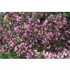 Vajgélie Purpurea