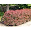 Dršťál Atropurpurea