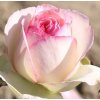 Sadová (pnoucí) růže Eden Rose