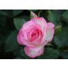 Velkokvětá růže keřová Bordüre Rose