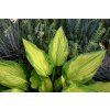 Hosta Golden Meadows