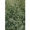 Astra Golden Spray