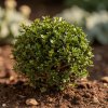 Buxus