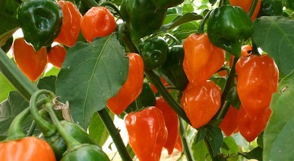Habanero: Ohnivá legenda mezi papričkami
