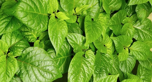 Jak pěstovat chilli papričky od semínka až po vlastní úrodu
