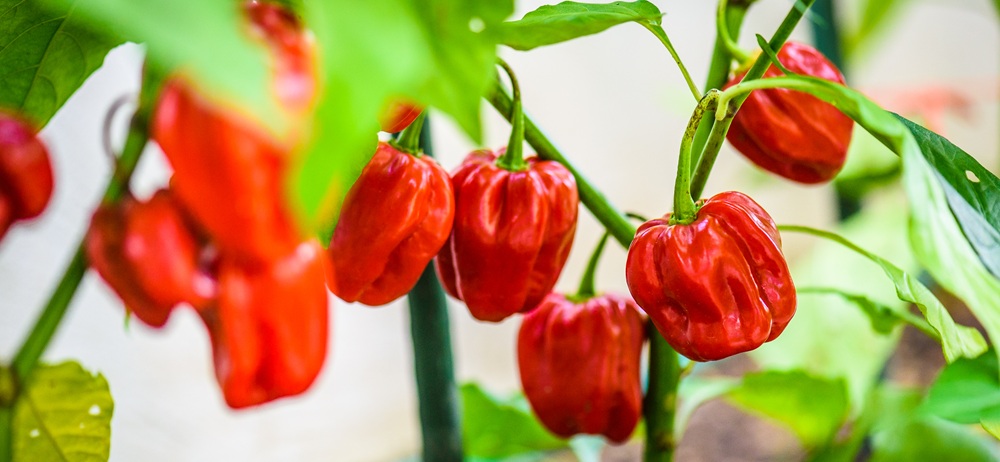 habanero