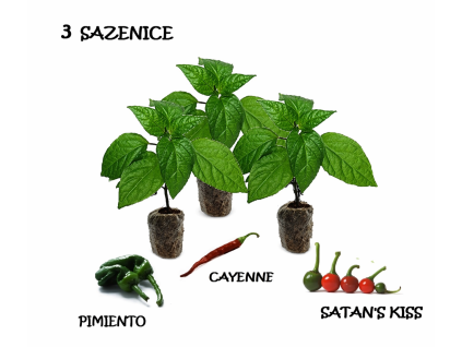 chilli sazenice trio 26