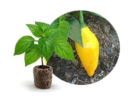 aji lemon