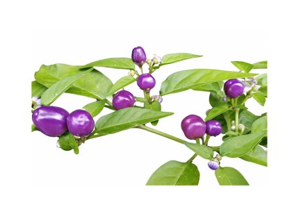 Filius Blue chilli semínka