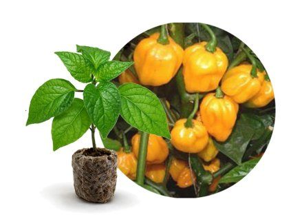 Scotch Bonnet Yellow - chilli sazenice v jiffu