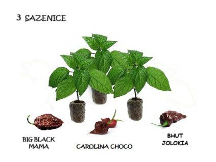 2026 choco trio sazenice