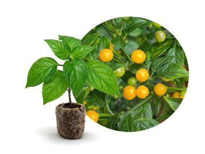 aji charapita